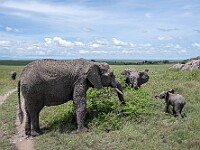 DSC 8291 : africa, animali, elefanti, tanzania, ventiquattresimoviaggio