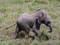 DSC 8299 : africa, animali, elefanti, tanzania, ventiquattresimoviaggio