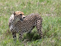 DSC 8303 : africa, animali, ghepardi, tanzania, ventiquattresimoviaggio