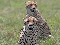 DSC 8339 : africa, animali, ghepardi, tanzania, ventiquattresimoviaggio