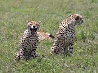 DSC 8381 : africa, animali, ghepardi, tanzania, ventiquattresimoviaggio