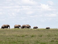 DSC 8503 : africa, animali, elefanti, tanzania, ventiquattresimoviaggio