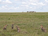 DSC 8504 : africa, animali, elefanti, ghepardi, tanzania, ventiquattresimoviaggio