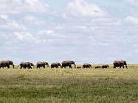 DSC 8512 : africa, animali, elefanti, tanzania, ventiquattresimoviaggio