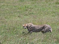 DSC 8538 : africa, animali, ghepardi, tanzania, ventiquattresimoviaggio