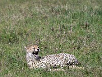 DSC 8582 : africa, animali, ghepardi, tanzania, ventiquattresimoviaggio