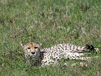 DSC 8597 : africa, animali, ghepardi, tanzania, ventiquattresimoviaggio