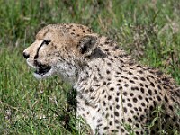 DSC 8607 : africa, animali, ghepardi, tanzania, ventiquattresimoviaggio