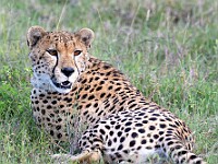 DSC 8647-2 : africa, animali, ghepardi, tanzania, ventiquattresimoviaggio