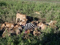 DSC 8664 : africa, animali, leoni, tanzania, ventiquattresimoviaggio