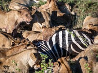 DSC 8675 : africa, animali, leoni, tanzania, ventiquattresimoviaggio