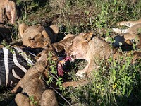 DSC 8696 : africa, animali, leoni, tanzania, ventiquattresimoviaggio