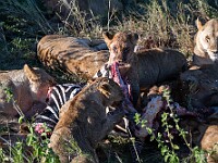 DSC 8759 : africa, animali, leoni, tanzania, ventiquattresimoviaggio