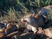 DSC 8838 : africa, animali, leoni, tanzania, ventiquattresimoviaggio