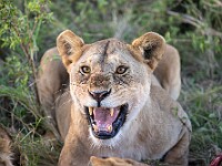 DSC 9047 : africa, animali, leoni, tanzania, ventiquattresimoviaggio