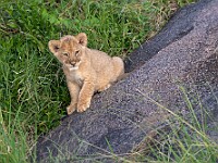 DSC 9065 : africa, animali, leoni, tanzania, ventiquattresimoviaggio