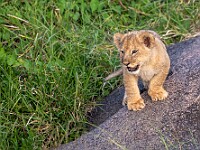 DSC 9074 : africa, animali, leoni, tanzania, ventiquattresimoviaggio