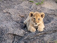 DSC 9118 : africa, animali, leoni, tanzania, ventiquattresimoviaggio