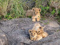 DSC 9133 : africa, animali, leoni, tanzania, ventiquattresimoviaggio