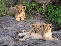 DSC 9188 : africa, animali, leoni, tanzania, ventiquattresimoviaggio