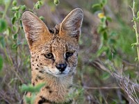 DSC 9308 : africa, animali, serval, tanzania, ventiquattresimoviaggio
