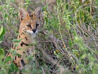 DSC 9321 : africa, animali, serval, tanzania, ventiquattresimoviaggio