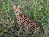 DSC 9366 : africa, animali, serval, tanzania, ventiquattresimoviaggio