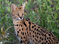 DSC 9376 : africa, animali, serval, tanzania, ventiquattresimoviaggio