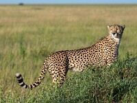 DSC 9490 : africa, animali, ghepardi, tanzania, ventiquattresimoviaggio