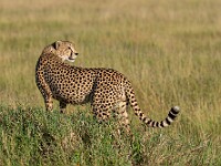 DSC 9494 : africa, animali, ghepardi, tanzania, ventiquattresimoviaggio