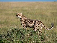 DSC 9503 : africa, animali, ghepardi, tanzania, ventiquattresimoviaggio