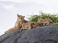 DSC 9537 : africa, animali, leoni, tanzania, ventiquattresimoviaggio