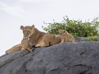 DSC 9548 : africa, animali, leoni, tanzania, ventiquattresimoviaggio