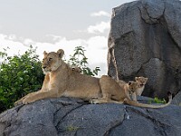 DSC 9606 : africa, animali, leoni, tanzania, ventiquattresimoviaggio
