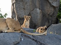 DSC 9635 : africa, animali, leoni, tanzania, ventiquattresimoviaggio