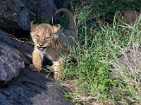 DSC 9714 : africa, animali, leoni, tanzania, ventiquattresimoviaggio