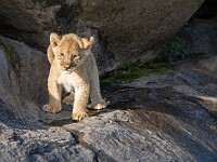 DSC 9736 : africa, animali, leoni, tanzania, ventiquattresimoviaggio