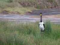 DSC 9775 : africa, animali, cicogna, tanzania, uccelli, ventiquattresimoviaggio