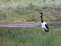 DSC 9780 : africa, animali, cicogna, tanzania, uccelli, ventiquattresimoviaggio