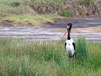 DSC 9789 : africa, animali, cicogna, tanzania, uccelli, ventiquattresimoviaggio
