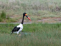 DSC 9830 : africa, animali, cicogna, tanzania, uccelli, ventiquattresimoviaggio