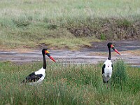 DSC 9862 : africa, animali, cicogna, tanzania, uccelli, ventiquattresimoviaggio