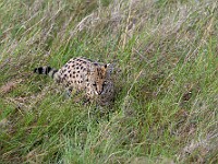 DSC 9914 : africa, animali, serval, tanzania, ventiquattresimoviaggio